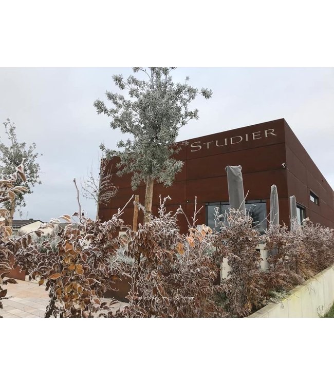 Studier Weissburgunder Pflaz Biologisch