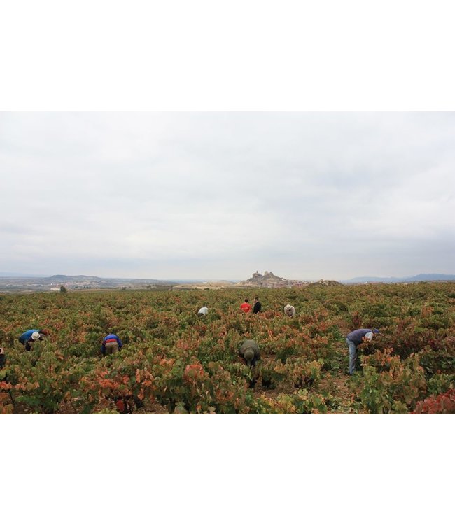 Garnacha Salvaje Moncayo Navarra