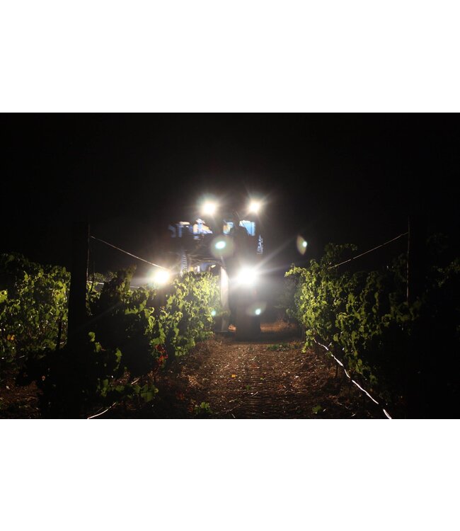 Garnacha Salvaje Moncayo Navarra