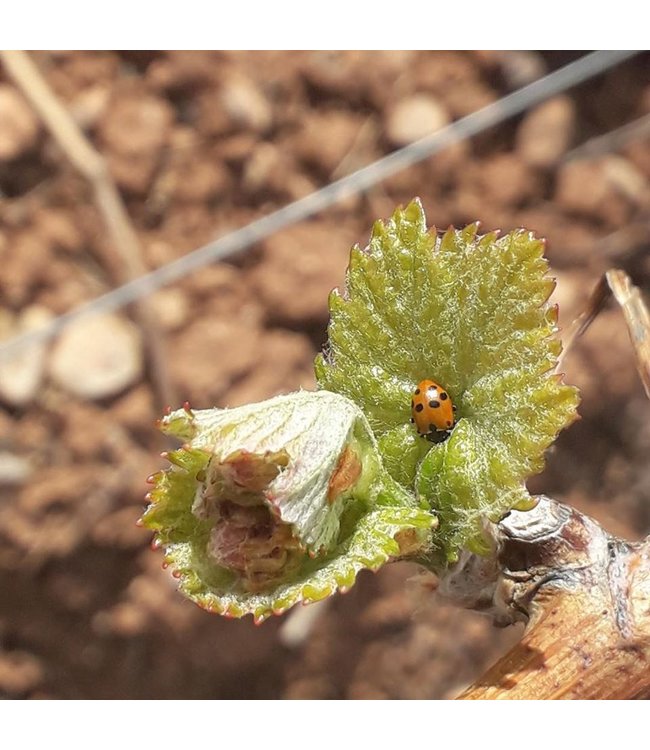 Garnacha Salvaje Moncayo