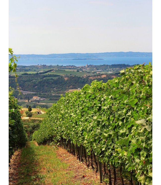 Zenato Valpolicella Superiore DOC