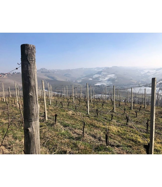 Vite Colte Villata Roero Arneis DOC