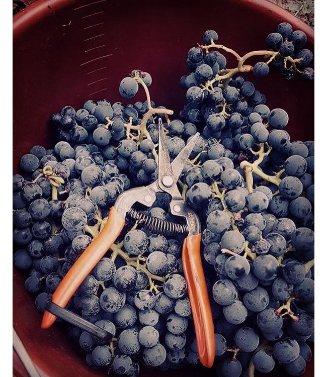 Hensel Spatburgunder Hohenflug Pfalz