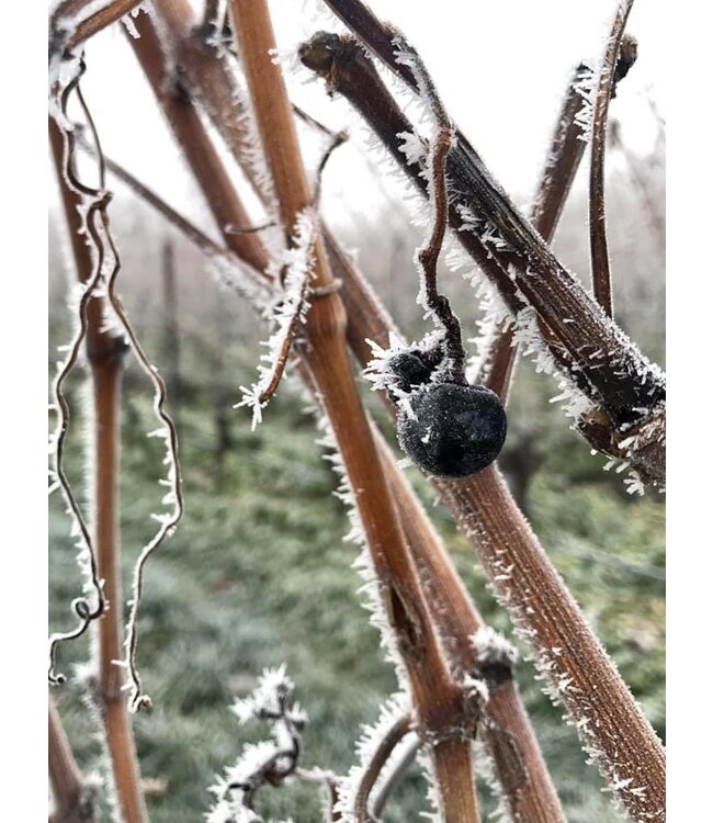 Hensel Spatburgunder Hohenflug Pfalz