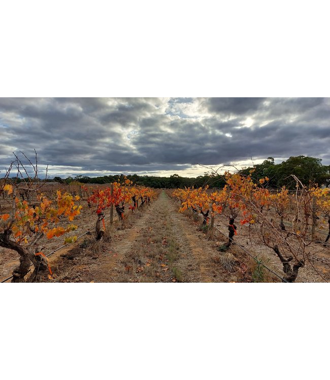 Langmeil Orphan Bank Shiraz