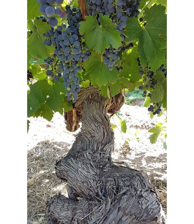 Langmeil Jackaman's Cabernet Sauvignon