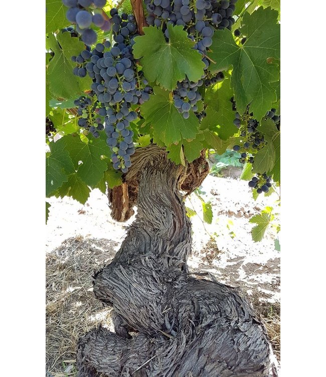 Langmeil Barossa Spring Fever Chardonnay