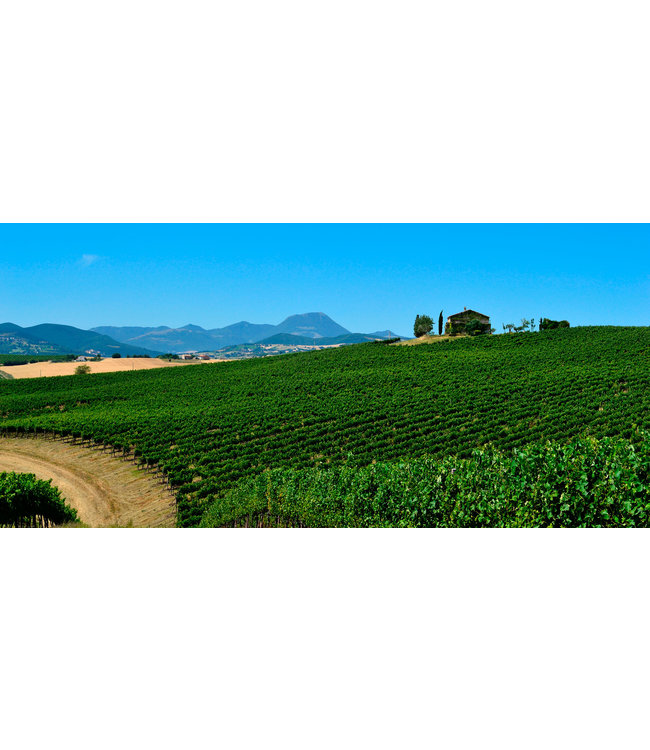 Tavignano Verdicchio Classico Superiore biologisch