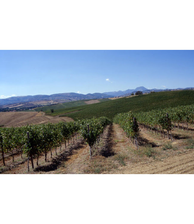 Tavignano Verdicchio Classico Superiore biologisch