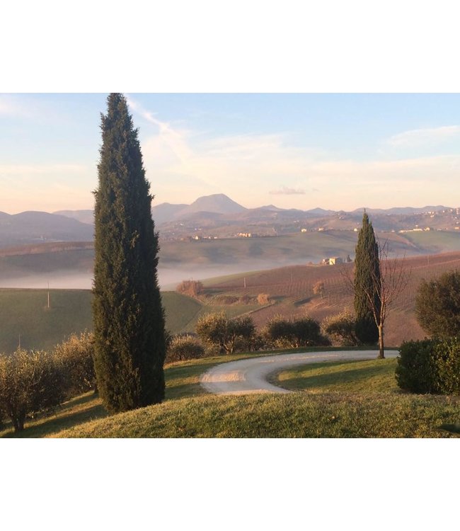 Tavignano Verdicchio Classico Superiore biologisch