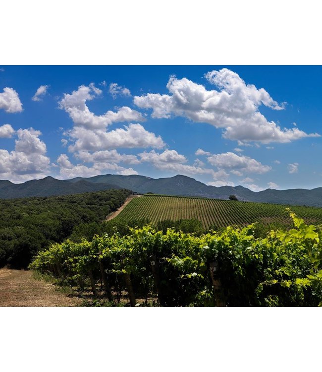 Tenuta Argentiera Villa Donoratico Bolgheri DOC