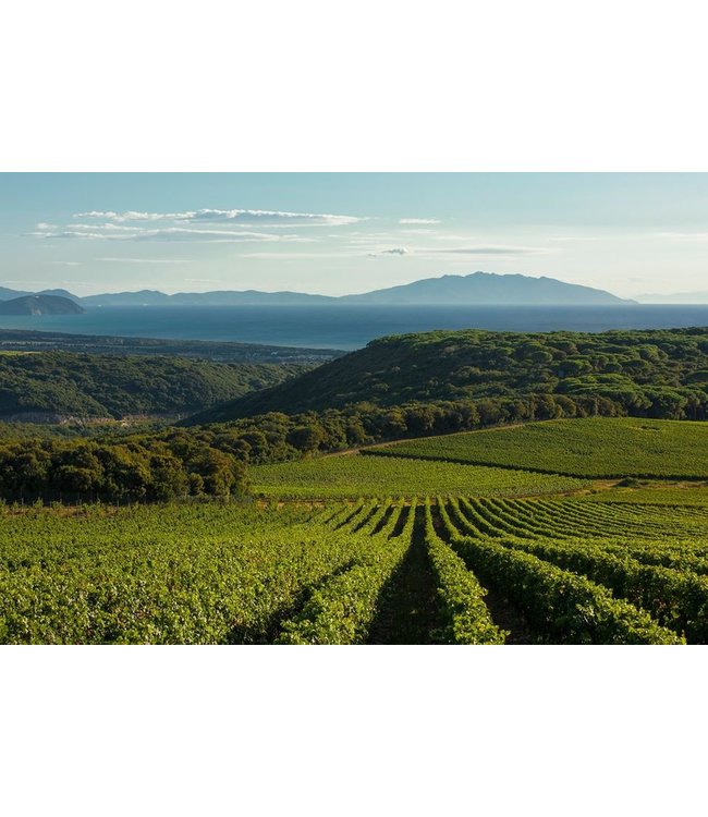 Tenuta Argentiera Villa Donoratico Bolgheri DOC Rosso