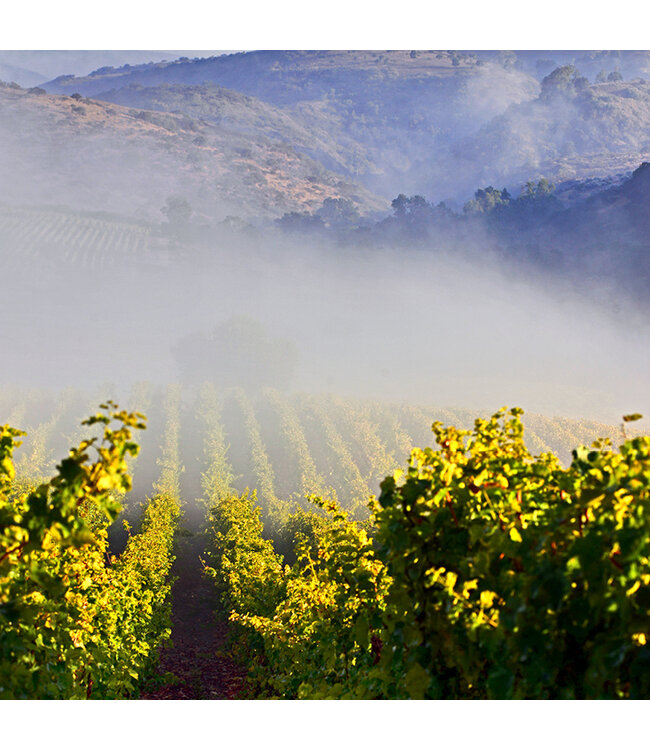 Montgras Reserva Especial Carmenere