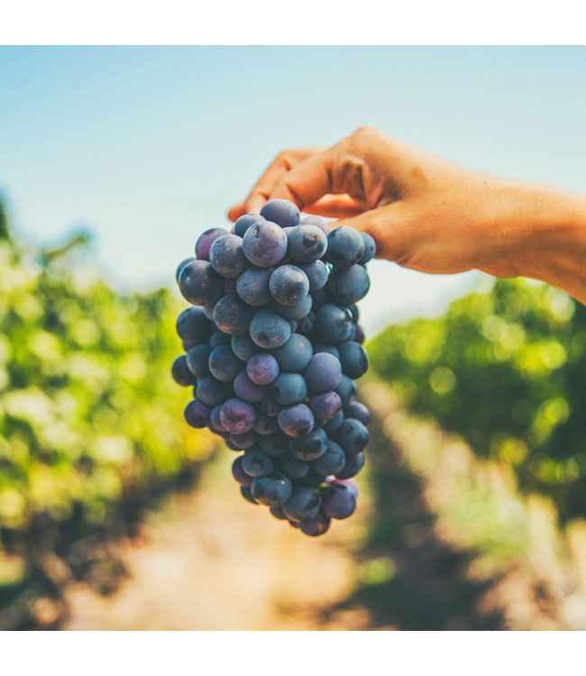 Montgras Reserva Especial Carmenere