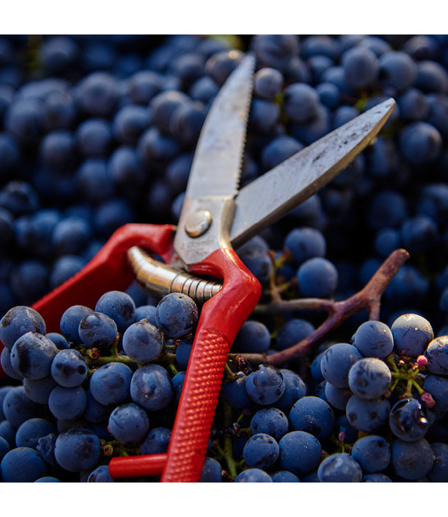 Montgras Reserva Especial Carmenere