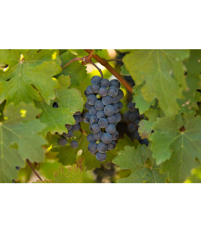 Klein Friesland  Winemakers Merlot-Cabernet Sauvignon