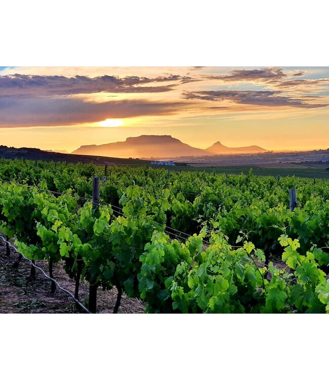 Klein Friesland Vineyard Shiraz