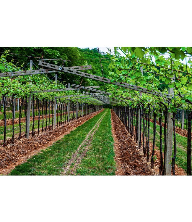 Le Preare Garganega IGT Veneto