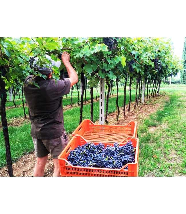 Le Preare DOCG Amarone della Valpolicella