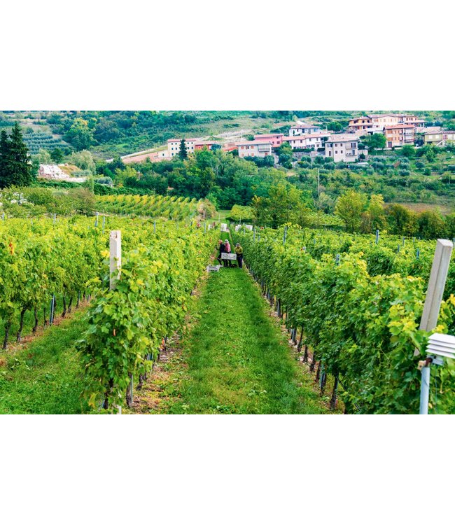 Le Preare DOC Valpolicella Ripasso Superiore