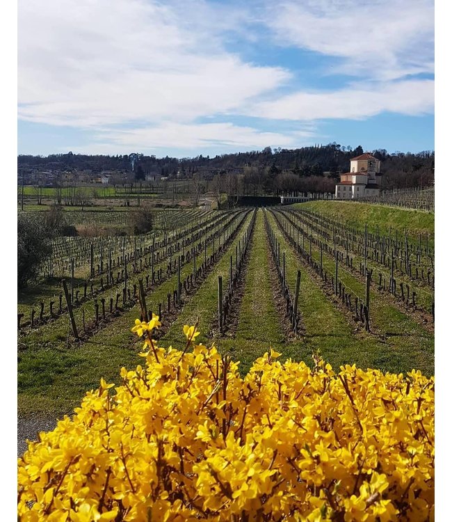 Monzio Compagnoni Franciacorta Brut Millesimato