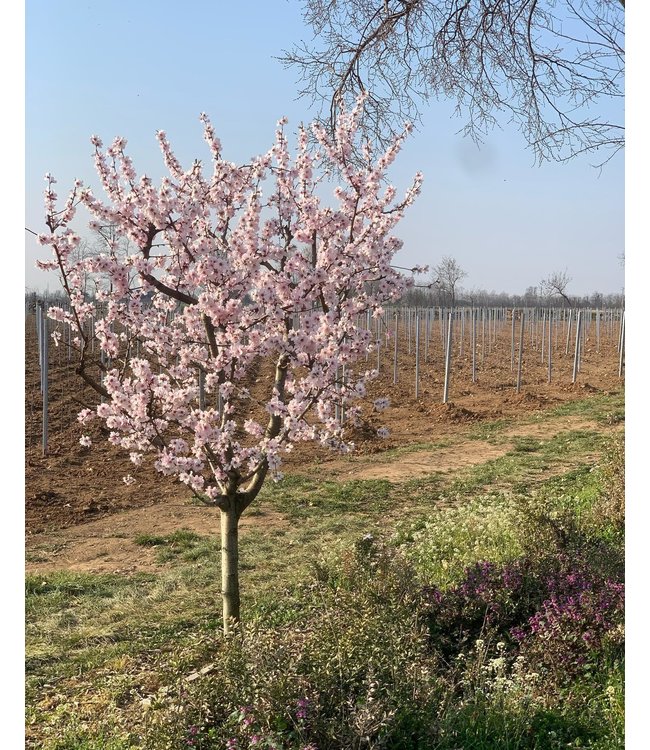 Monzio Compagnoni Franciacorta Brut Millesimato