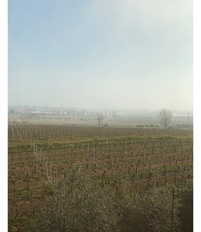 Monzio Compagnoni Franciacorta Brut Millesimato