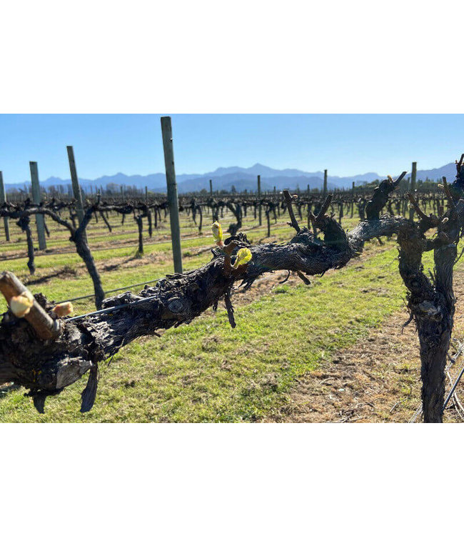 Mount Riley Pinot Gris Marlborough