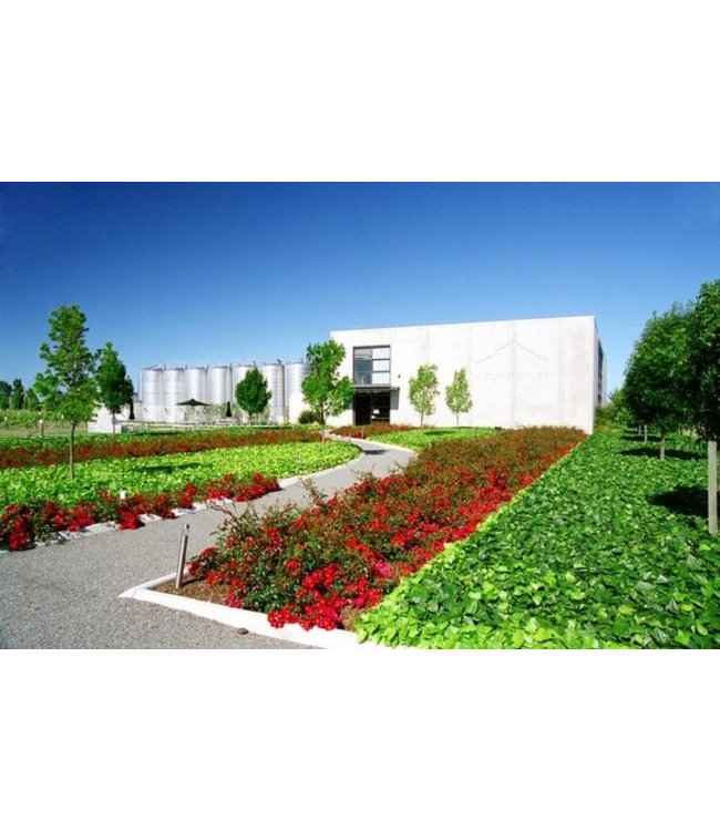 Mount Riley Sauvignon Blanc Marlborough