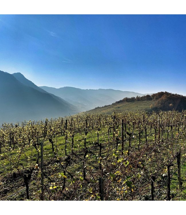 Gritsch Grüner Veltliner Axpoint