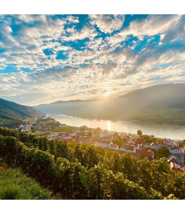 Gritsch Grüner Veltliner Federspiel Axpoint