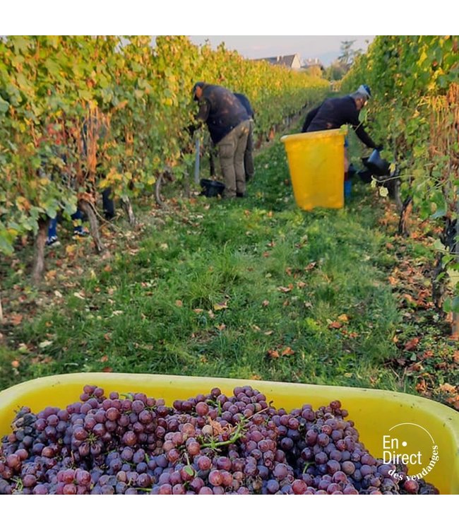 Wolfberger Pinot Gris Signature Alsace