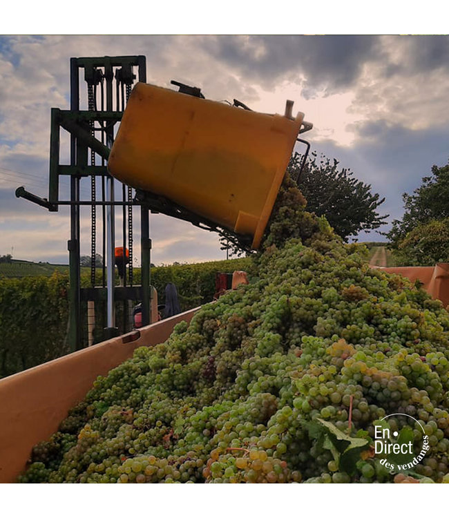 Wolfberger Pinot Gris Signature Alsace