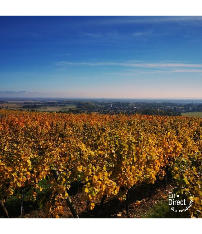 Wolfberger Pinot Gris Signature Alsace