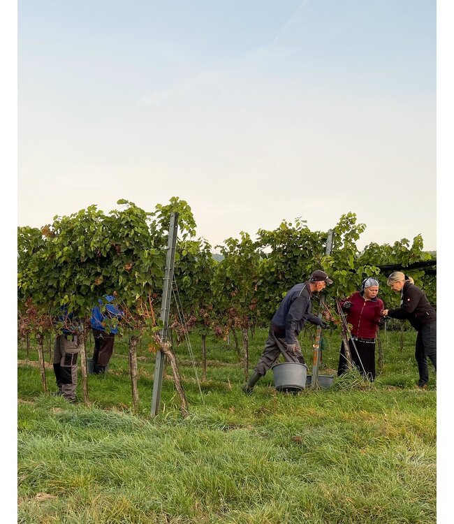 Weingut Eichinger Kamptal Gruner Veltliner Wechselberg