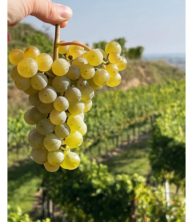 Weingut Eichinger Kamptal Gruner Veltliner Wechselberg