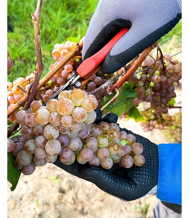 Weingut Eichinger Kamptal Gruner Veltliner Wechselberg