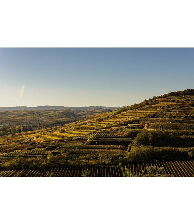 Weingut Eichinger Kamptal Gruner Veltliner Wechselberg