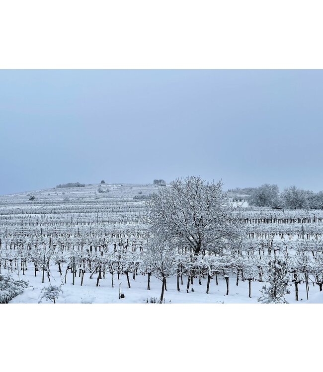 Weingut Eichinger Kamptal Gruner Veltliner Strass