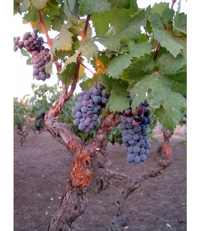 Varvaglione Primo Spumante Brut Rose