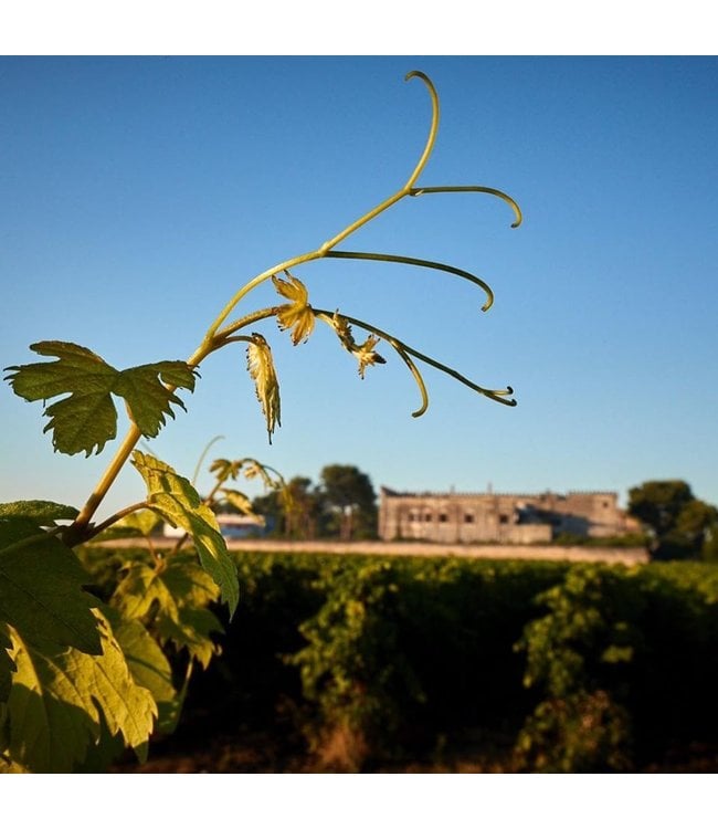 Varvaglione 12e Mezzo Primitivo Puglia IGP duurzaam geteeld