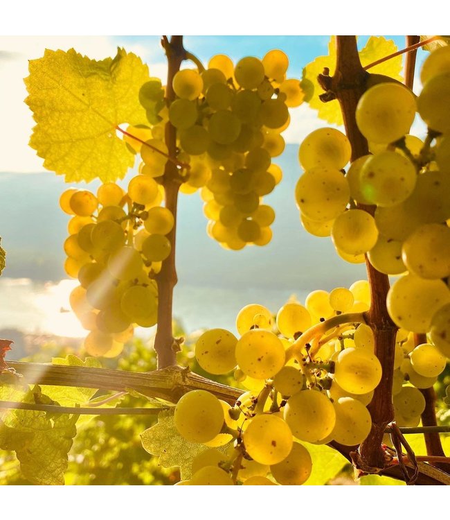 Gritsch Grüner Veltliner Federspiel Kirchpoint