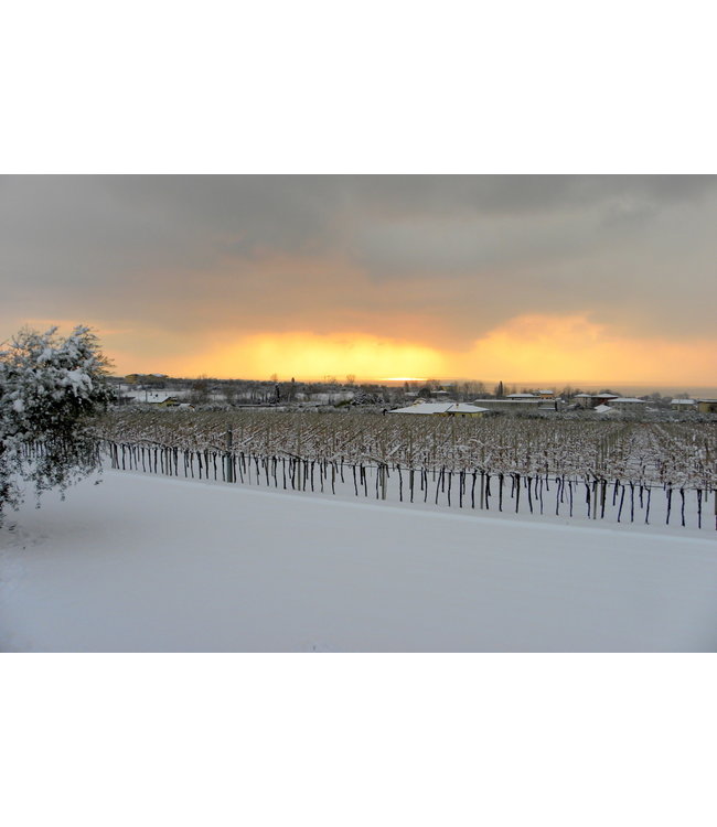 Cantine Lenotti Capomastro Rosso Veneto (12 halen, 10 betalen)