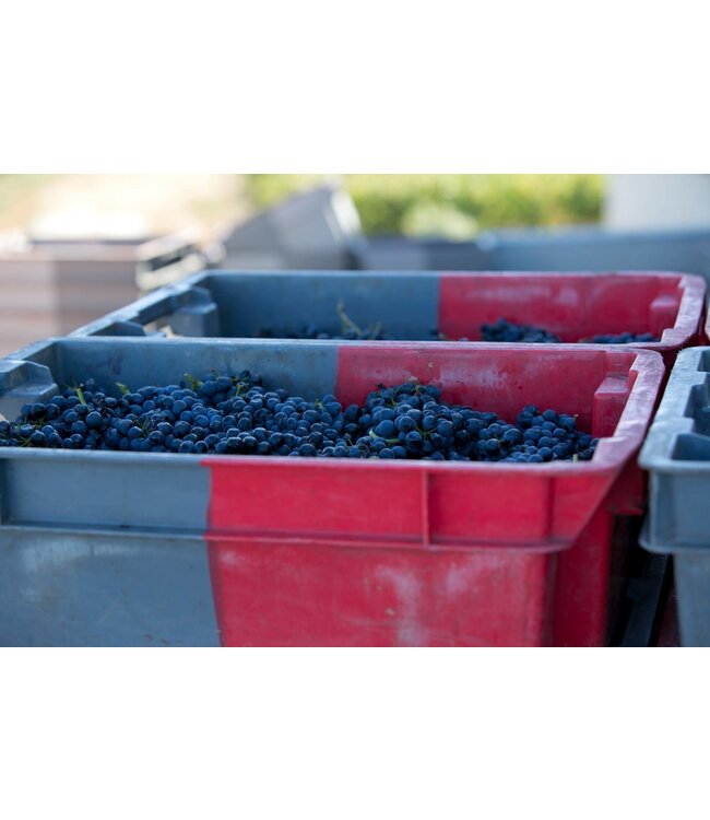 Lafage Cuvee Lea AC Cotes de Roussillon