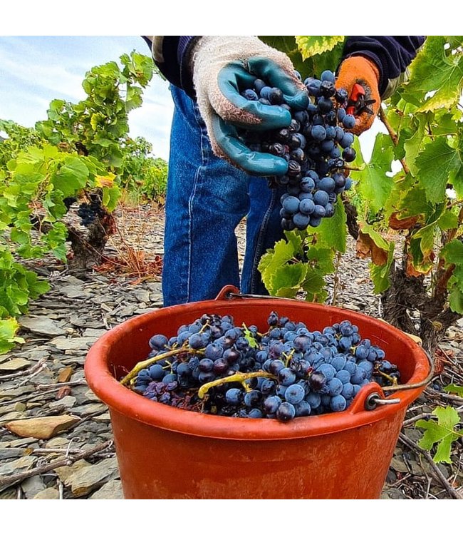 Lafage Cuvee Lea AC Cotes de Roussillon