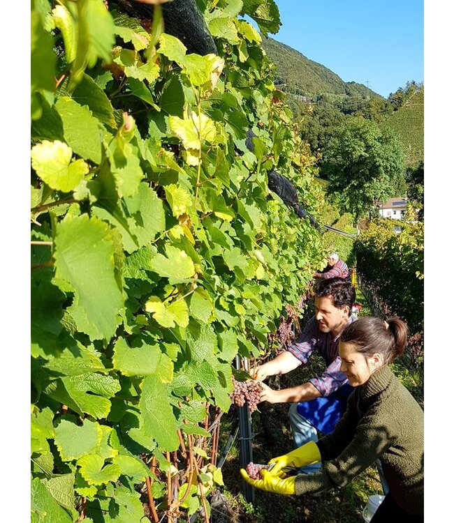Cantine Tramin Pinot Nero Alto Adige