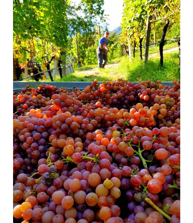 Cantine Tramin Pinot Nero Alto Adige