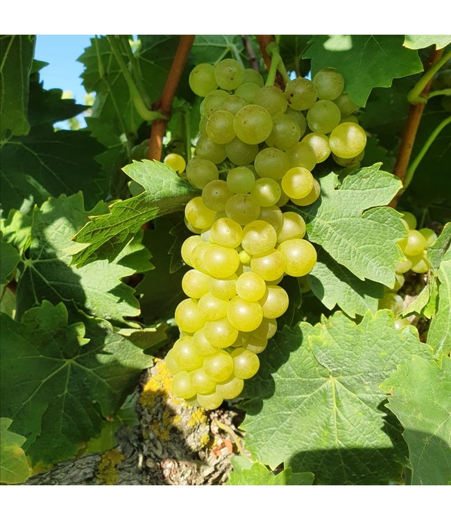 Bardos Rueda Verdejo