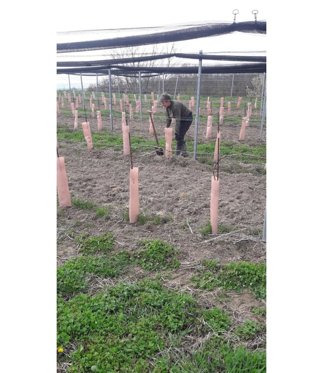 Weingut Leth Wagram Gruner Veltliner Schafflerberg Biologisch