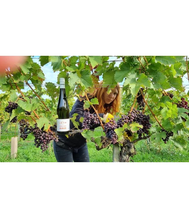 Weingut Leth Wagram Gruner Veltliner Schafflerberg Biologisch